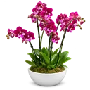Elegantní sesadba orchideí